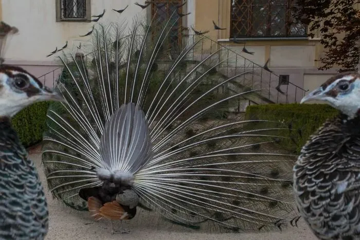Fun Accidental Moments Captured By This Street Photographer (50 New Pics)