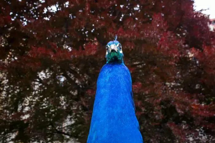 Fun Accidental Moments Captured By This Street Photographer (50 New Pics)