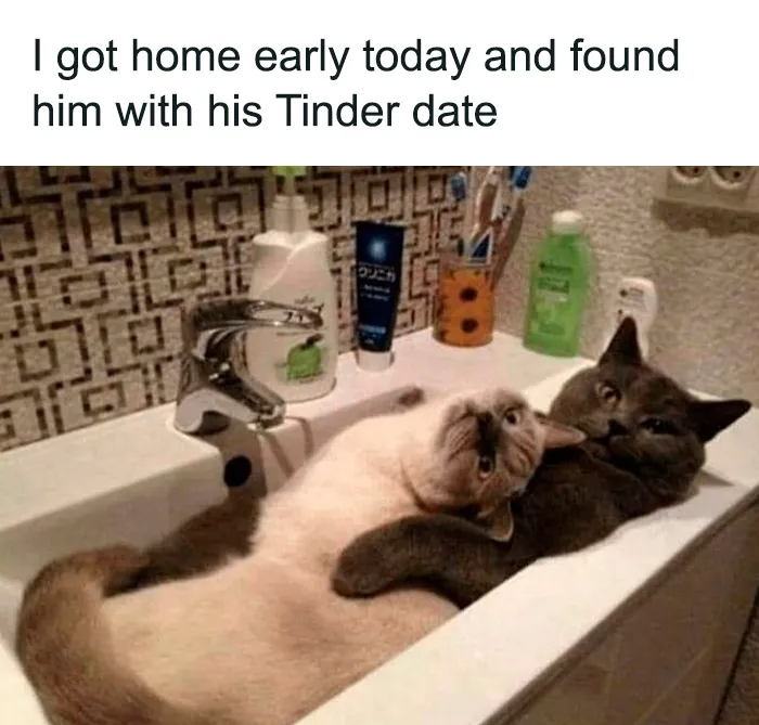 50 Hilarious Photos And Memes That Prove Cats Are The Biggest Jerks