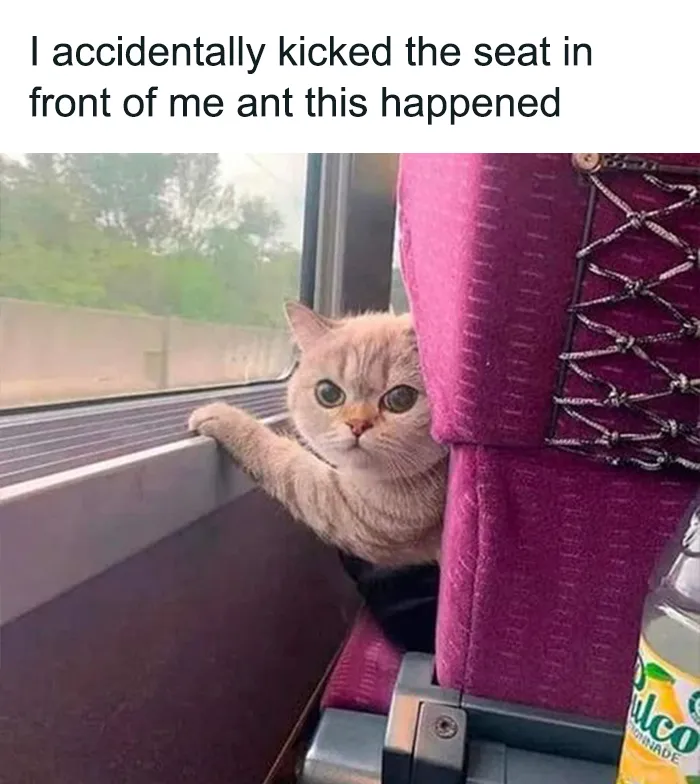 50 Hilarious Photos And Memes That Prove Cats Are The Biggest Jerks