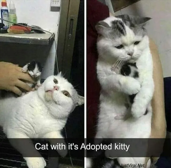 50 Hilarious Cat Memes That Capture Feline Attitude Perfectly, Courtesy Of This FB Page (New Pics)