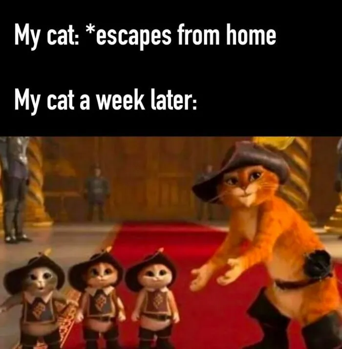 50 Funny And Random Memes To Brighten Your Day