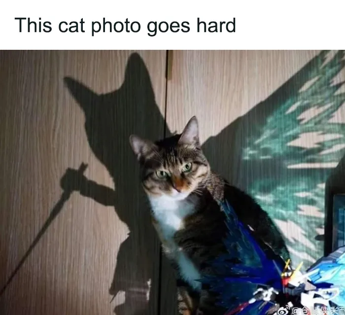 50 Hilarious Photos And Memes That Prove Cats Are The Biggest Jerks