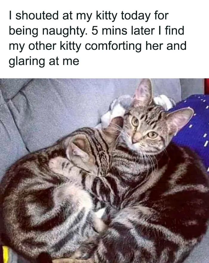 50 Hilarious Photos And Memes That Prove Cats Are The Biggest Jerks