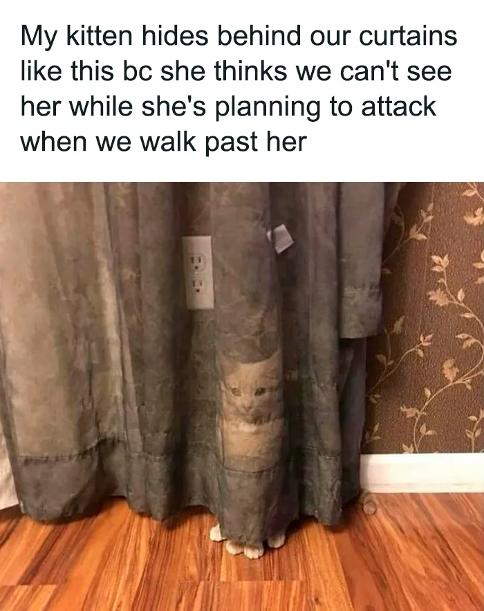 50 Hilarious Photos And Memes That Prove Cats Are The Biggest Jerks