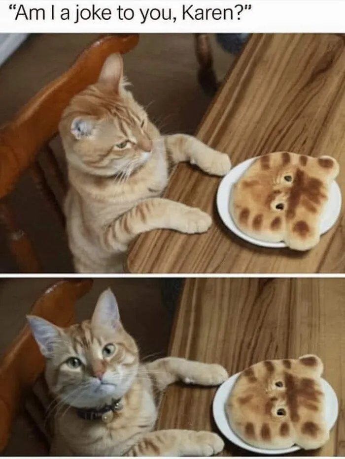 50 Hilarious Cat Memes That Capture Feline Attitude Perfectly, Courtesy Of This FB Page (New Pics)