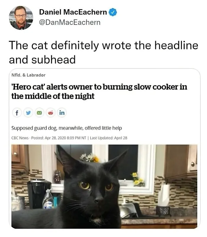 This Popular Instagram Account Shares Funny Cat Memes, And Here Are 50 Of The Very Best Ones