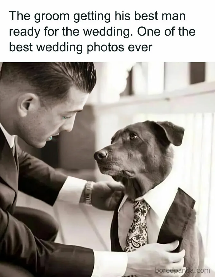 50 Dog Memes To Make Your Day Much Brighter
