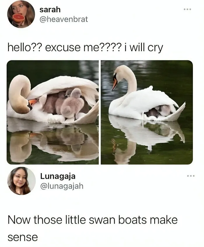 50 Adorable Animal Memes That May Give You That Serotonin Boost For Today