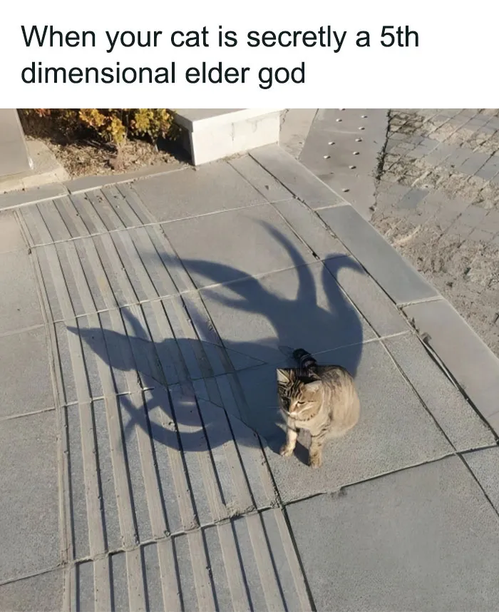This Popular Instagram Account Shares Funny Cat Memes, And Here Are 50 Of The Very Best Ones
