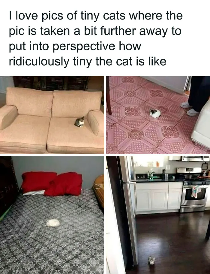 This Popular Instagram Account Shares Funny Cat Memes, And Here Are 50 Of The Very Best Ones