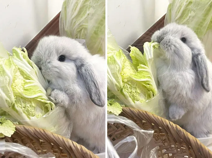 Steal A Bite Of Grandma's Chinese Cabbage
