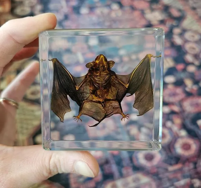 This <a Style="Display:inline;" Href=" Https://Www.amazon.com/Taxidermy-Specimens-Specimen-Classroom-Education/Dp/B0c2n6qczr?crid=33qb8u65yh4or&dib=eyj2ijoimsj9.hbvzyiqmrfuss_ubpxjfzt8vf9lyaml3ntcjjkqmu4zxdjulty0thjpf7vj0gvmea-Vgbvwweh79kkt4msyahzyqlugt6idsdcf6kxdrjjfyxajxvr3-Nkymmtkfsu2rctlajfa6qrx4ihxif62y1i81rqva7kfnz9kfqkfjtuhrcc_vlzlvaschpq41ip3hdkg53q8-_pu99jmpkua5qbggzxefssjidfsmwyddueouwjo0a-Vyozck3alheg4me1sysfr1b7a2fxiwjjkqezw9fwij7usx6ecjrjjlbb0.k4utbu8o-2gqobnolu3pu4xdfm-Pypfgjl6zbbmrm9e&dib_tag=se&keywords=weird%2bgifts&qid=1722488908&sprefix=weird%2bgift%2caps%2c343&sr=8-3-Spons&sp_csd=d2lkz2v0tmftzt1zcf9hdgy&th=1&linkcode=ll1&tag=bpkoala-20&linkid=fae1f339ea38ed4917fad4f8c1091eb1&language=en_us&ref_=as_li_ss_tl" Target="_blank"><span Style="Font: Inherit; Color: #d74b1f;"> Taxidermy Bat In Resin</Span> Is A Conversation-Starting Curio For Your Coffee Table, Adding A Touch Of The Gothic To Your Home Decor