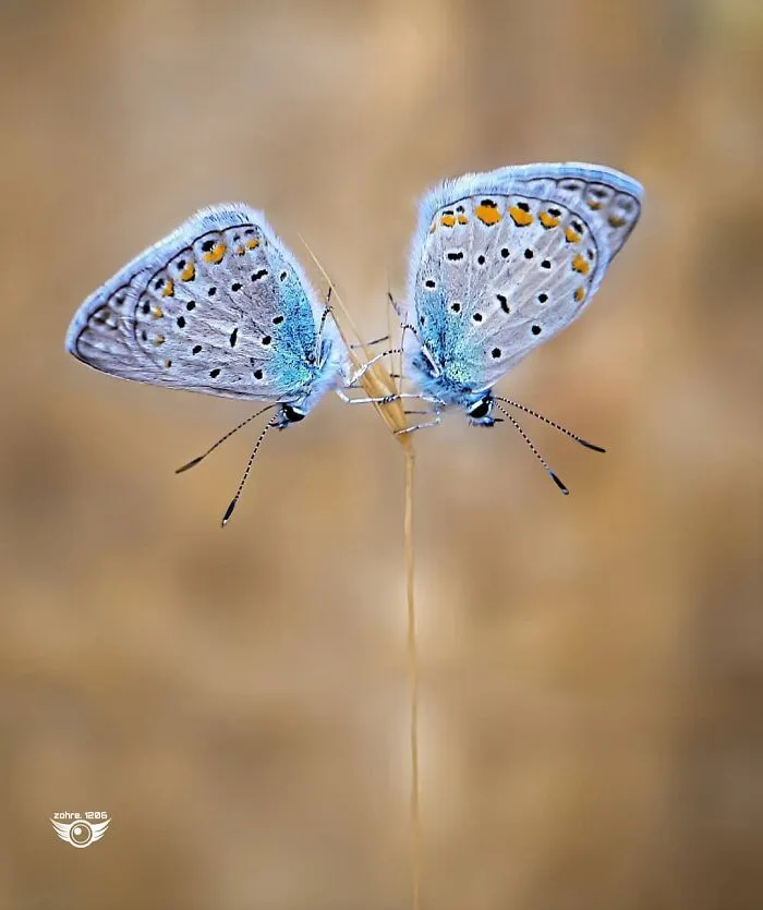 35 Astonishing Macro Shots Taken By This Photographer From Iran