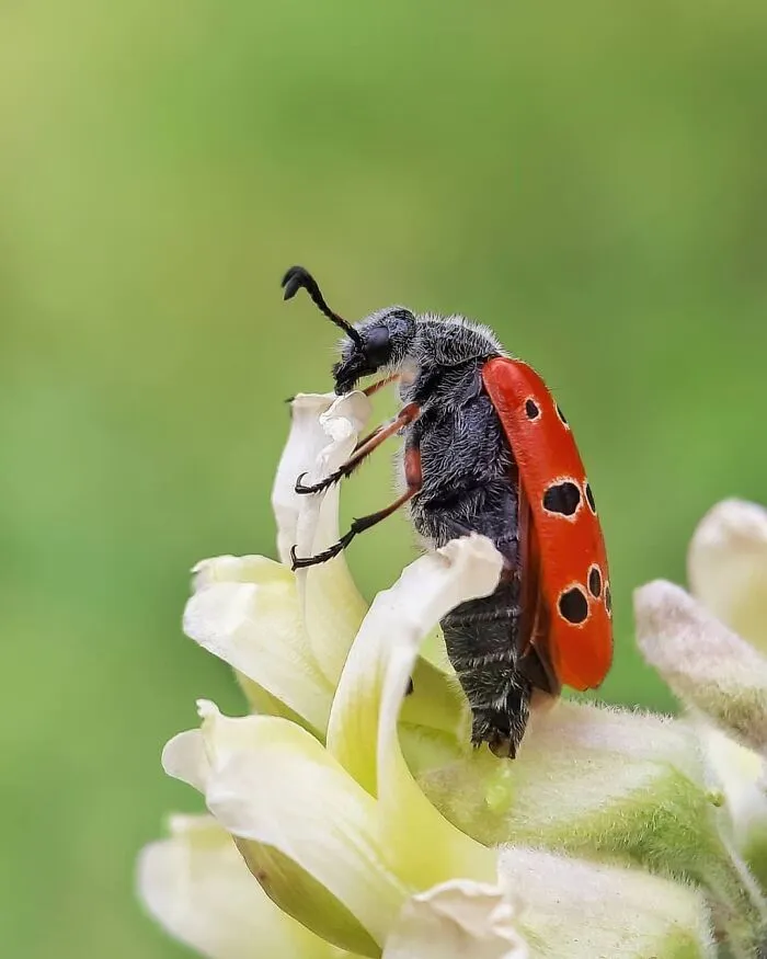35 Astonishing Macro Shots Taken By This Photographer From Iran