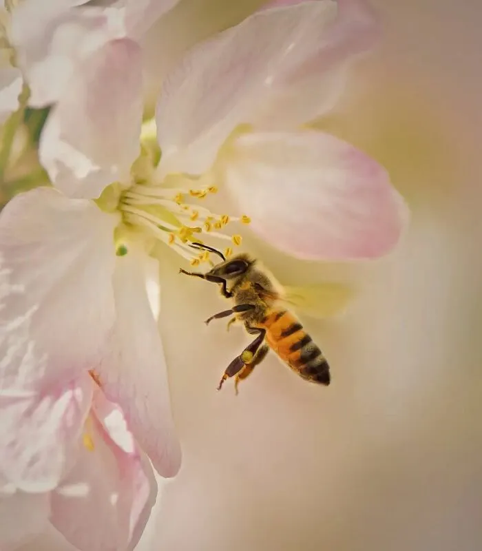 35 Astonishing Macro Shots Taken By This Photographer From Iran