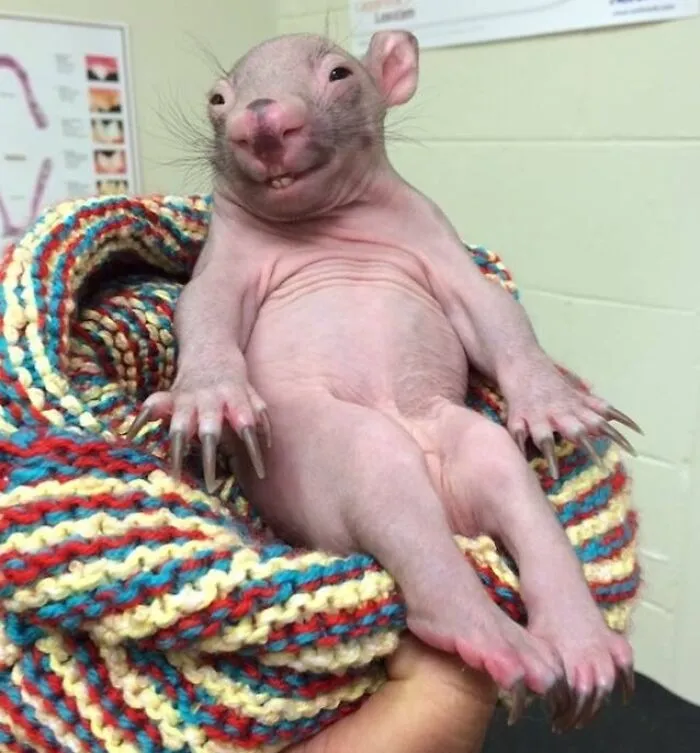 A smiling baby animal wrapped in a colorful knitted blanket displaying a funny expression.