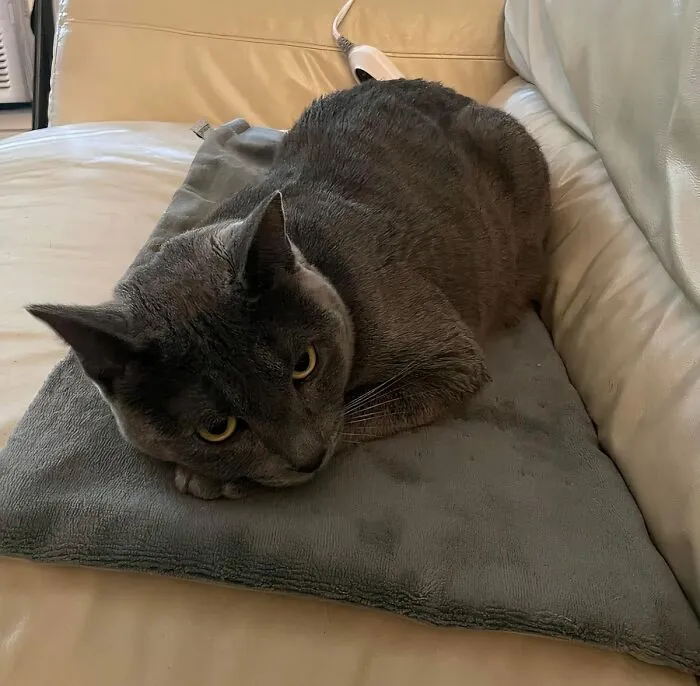 "A heating pad. My last bedroom was cold, so I used it to pre-warm my bed. Well, so far it has been great for back pain and my cats love it." - <span Style="Font:inherit;color:#808080"> ImportanceAcademic43</Span>