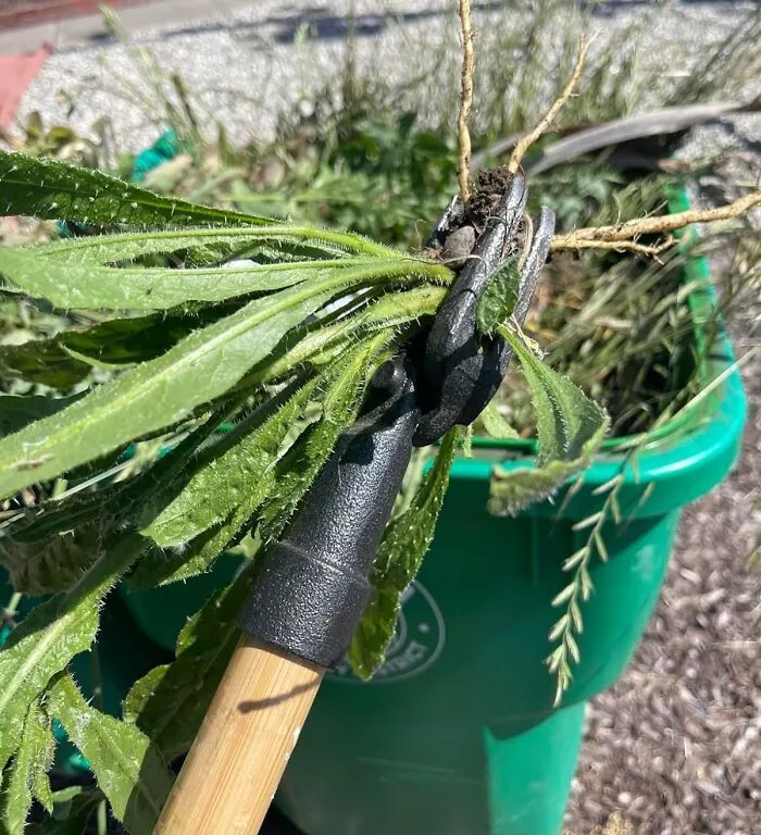 <a Style="Display:inline;" Href="Https://Www.amazon.com/Grampas-Weeder-Cw-01-Original-Remover/Dp/B001d1ffza?ie=utf8&linkcode=ll1&tag=bpgoat-20&linkid=a7172c2cb0305ca25792d86f4aa9ddee&language=en_us&ref_=as_li_ss_tl" Target="_blank"><span Style="Font:inherit;color:#d74b1f;"> Grampa's Weeder </Span> Remains A Firm Favorite Among People Who Hate Back Pain And Weeds In Equal Measure