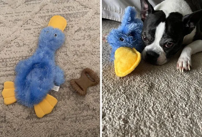 Quack Attack! This <a Style="Display:inline;" Href="Https://Www.amazon.com/Best-Pet-Supplies-Stuffing-Squeaker/Dp/B09bbm5cx8?th=1&linkcode=ll1&tag=bpgoat-20&linkid=759aa392516fdd4a699013c1775c7eea&language=en_us&ref_=as_li_ss_tl" Target="_blank"><span Style="Font: Inherit; Color: #d74b1f;"> Crinkle Dog Toy</Span> Is A No-Stuffing, Squeaky Delight For Dogs Of All Sizes