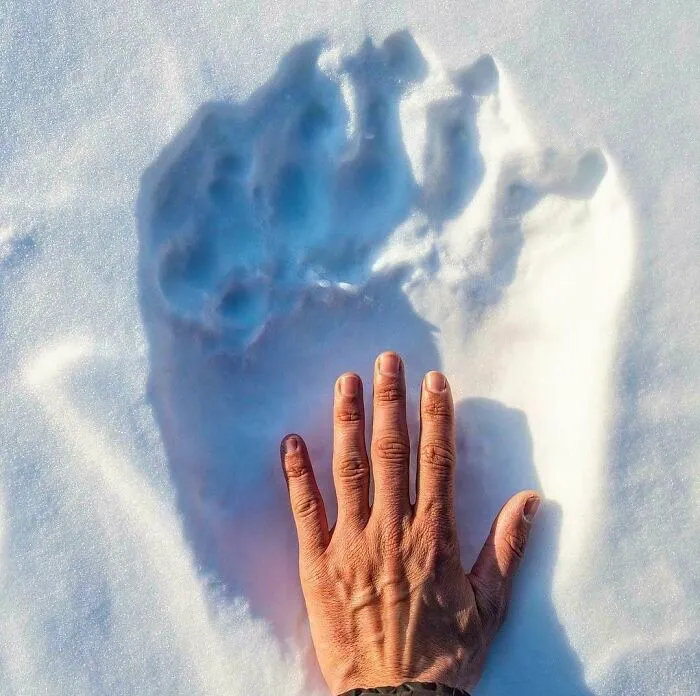 Huella de oso polar comparada a una mano humana