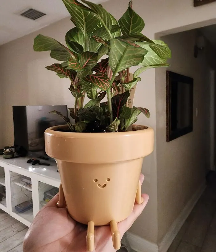  <a Style="Display:inline;" Href="Https://Www.amazon.com/Plastic-Succulent-Planter-Drainage-Decorative/Dp/B0btyfsn89?th=1&linkcode=ll1&tag=bpgoat-20&linkid=5964f3f16d07dca80303beaa79265f8d&language=en_us&ref_=as_li_ss_tl" Target="_blank"><span Style="Font:inherit;color:#d74b1f;"> Earthlings Planter </Span>: Because Life Is Too Short For Boring Pots