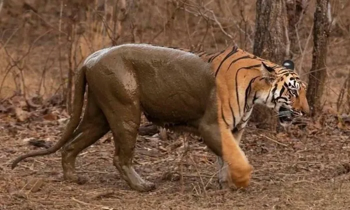 Tigre tras un baño de barro