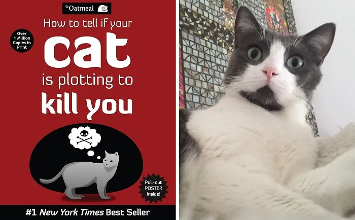 <a Style="Display:inline;" Href="Https://Www.amazon.com/Tell-Your-Plotting-Kill-Oatmeal/Dp/1449410243?ie=utf8&linkcode=ll1&tag=bplemur-20&linkid=ec10a3ea1c8adae3d6aa06ee063eb21b&language=en_us&ref_=as_li_ss_tl" Target="_blank"><span Style="Font: Inherit; Color: #d74b1f;"> "How To Tell If Your Cat Is Plotting To Kill You" </Span> <br><br> If Your Cat Brings You A "Gift" Of A Dead Mouse, It's Not A Present... It's A Warning