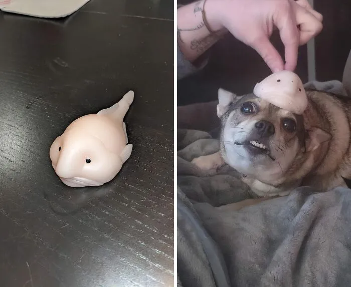 The <a Style="Display:inline;" Href="Https://Www.amazon.com/Accoutrements-Sunny-Bolbfish-Novelty-Squishy/Dp/B07yswxglh?crid=2jy1k848w3bh4&dib=eyj2ijoimsj9.xzlpicxitpkajuyucwlbs0wry7luykp9nzbukbylui9uwbmohg4ltb25iryb2cymeifqwu9fg703rldz074_xyd6svpfy7uqckochji-9uxniznfb5sinhegg0ylcr45omgjeon9rbtwf4bl47zg8wbbjsiog5z66j86ik5ldxijuhgqcuylksesqszalhbyzcjppvrqwx2khku3k8_vpkrl-Br3agu-Ue3tntnufaevjtmpjobvz4szyuddpdog_ar395ytmjpo8oudhiorj2nhfq_omojmhejr25ynmka.mo1dxlnwlwymg46qb3npvrho6tl_w1czbvwilybllog&dib_tag=se&keywords=sunny+blobfish&qid=1723123999&sprefix=sunny+blob%2caps%2c191&sr=8-1&linkcode=ll1&tag=bpgnu-20&linkid=31301a718c56b15b4de16d3a278c0ed5&language=en_us&ref_=as_li_ss_tl" Target="_blank"><span Style="Font: Inherit; Color: #d74b1f;"> Sunny The Blobfish Squishy Toy</Span> Is The Perfect Desk Companion For When Your Brain Feels Like It's Melting From Studying - Just Give It A Squeeze And Let The Stress Melt Away With Sunny's Delightfully Squishy Face