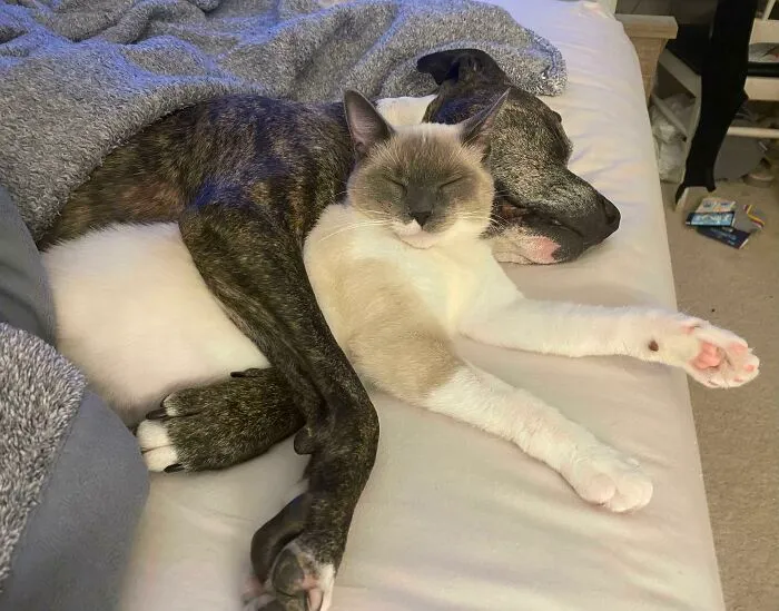 Mi gatito rescatado se ha hecho amigo de mi perro y eso me derrite el corazón ❤️