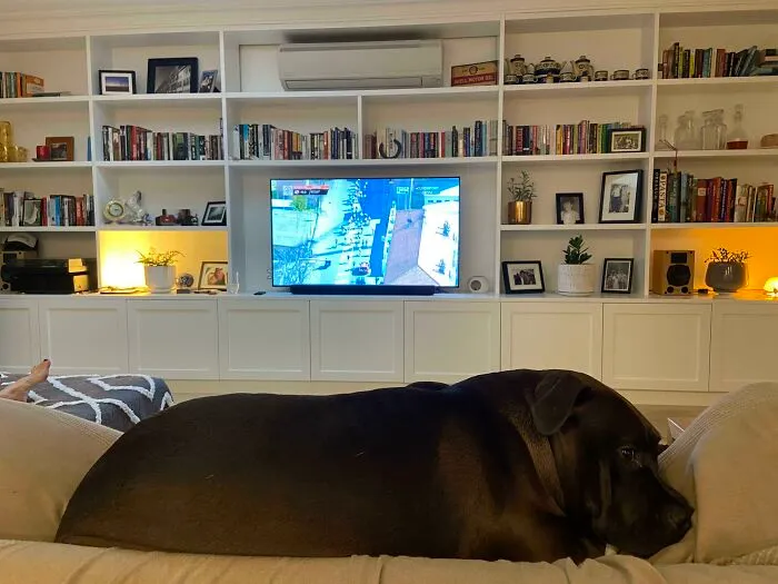 Did We Adopt A Baby Hippo?