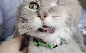 50 Cute Pics Of The Exact Moment These Pets Found Their Forever Homes (Best Of All Time)