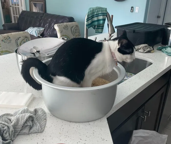 "Turned my back for a minute and she peed in 20 cups of uncooked rice..." -  <span Style="Font:inherit;color:#808080"> TheLoxFox</Span>