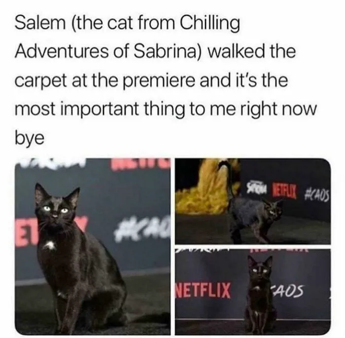 Professional Actor! Cactor? No?