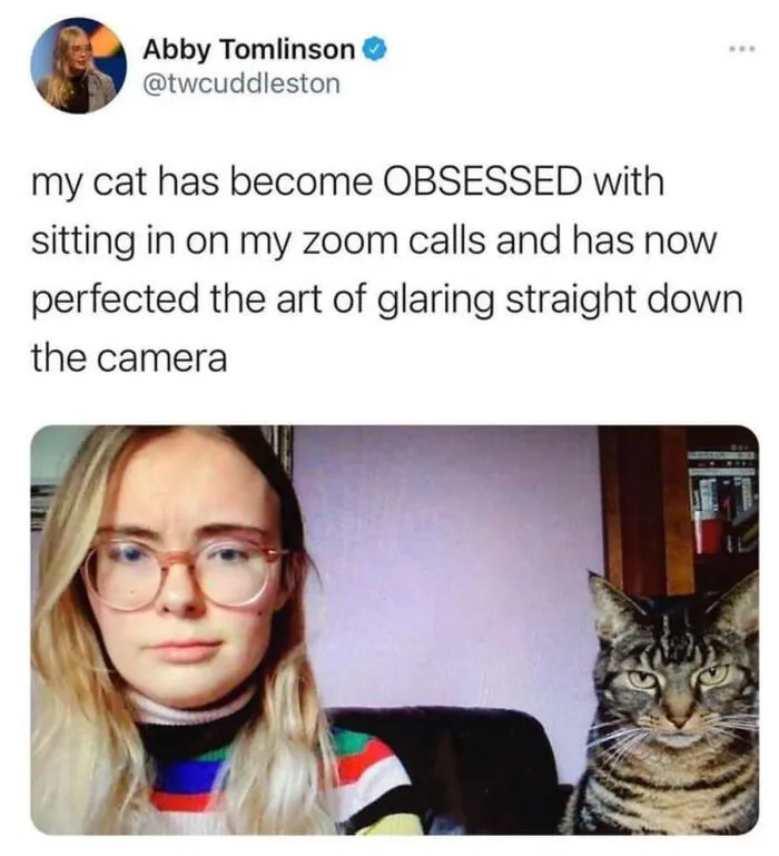 Big Boss Energy From This Cat