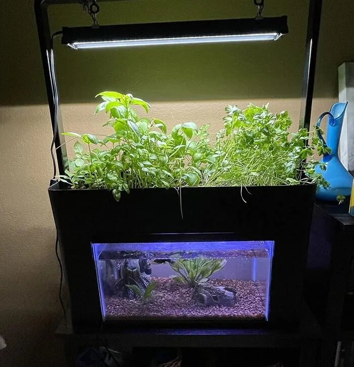 An   <a Style="Display:inline;" Href="Https://Www.amazon.com/Aquasprouts-Garden/Dp/B01b4zrvr4?ie=utf8&linkcode=ll1&tag=bpgoose-20&linkid=486eaa5e0ede41757158a7720050d5cb&language=en_us&ref_=as_li_ss_tl " Target="_blank"><span Style="Font: Inherit; Color: #d74b1f;"> Aquaponics Garden</Span> Lets You Enjoy Fresh, Organic Produce And Raise Healthy Fish While Conserving Water And Minimizing Waste. It's A Truly Sustainable And Rewarding Way To Connect With Nature And Cultivate Your Own Food