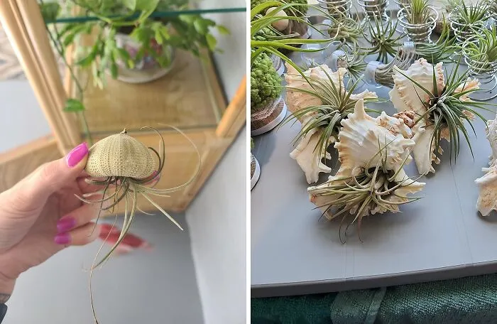 <a Style="Display:inline;" Href="Https://Www.amazon.com/Decorative-Tillandsia-Succulent-Container-Centerpiece/Dp/B08y6t8vv3?crid=30g4y6zf18xi6&dib=eyj2ijoimsj9.gwzw7vxpsxiyxrsqfj5sijd4-1geamzfvwz0gebjmp98tsbhpll6yxoahsmxs01op0lgtc3njznnrc8sboorzhin3raonjtuiq_drydskl6sekt6djixctynbthwhi-U2kir1yjqs5k748ruu7275kj1rl-Ghhvcfhvnref5qlztfnjzgbgdkmquv-Bk31rwgniltfs2qkpltrxl2usujzbrxq07xr58nw7xav-Cxwkipo7b0bxl4mugtlrmhsx5zqzlh4tielq8kre6yji0roiblhyjfpp2df-8a9lnozg.sgg7waoe_y_imz7fvq7ctr-Q8t7o6m9_z3wbgrrkleo&dib_tag=se&keywords=unique%2bgarden&qid=1723200057&sprefix=unique%2bgarde%2caps%2c184&sr=8-32&th=1&linkcode=ll1&tag=bpostrich-20&linkid=db0e12e7a03952a49a711257102c34e9&language=en_us&ref_=as_li_ss_tl" Target="_blank"><span Style="Font: Inherit; Color: #d74b1f;"> Shell Air Plant Holders</Span> Bring A Touch Of The Beach To Your Home Decor, Transforming Ordinary Air Plants Into Miniature Seaside Treasures