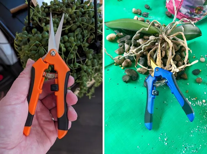 Quality <a Style="Display:inline;" Href="Https://Www.amazon.com/Vivosun-Gardening-Scissors-Straight-Black/Dp/B0bkztqzcn?crid=30g4y6zf18xi6&dib=eyj2ijoimsj9.alfwqar8mp4nm8crxuhsdtzmcx8elsqbmidyfpfz8iwxrd9kdqvyrrmepq-_wulrxq67_ksm44seywrm07tjl1ojcpr_uo7tbdg3ksp3e7pnxp7dhriegrydoixedjpcmvdlh3zaykigcgheriziih8t5alrzw2frico-Si_4kk1_nkdllcgogs-Zzphua4l_omogj6jr2iwcdssapddgnrqxdun34f3uqx6b9hwhlr0oc4tc53bcuin6b778tnpk8n3bfmomnaiblu-Zn06canysnxegkvtfq6mmj0jl_s.-Edgv6bo8gdddpouses7hblhoj7lkektjn-Pzsr1siu&dib_tag=se&keywords=unique%2bgarden&qid=1723200093&sprefix=unique%2bgarde%2caps%2c184&sr=8-50-Spons&sp_csd=d2lkz2v0tmftzt1zcf9tdgy&th=1&linkcode=ll1&tag=bpostrich-20&linkid=c45df6d19f13db815f2143056628edf1&language=en_us&ref_=as_li_ss_tl" Target="_blank"><span Style="Font: Inherit; Color: #d74b1f;"> Gardening Scissors</Span> Are The Snippy Little Sidekicks Every Green Thumb Needs, Making Pruning And Harvesting A Breeze