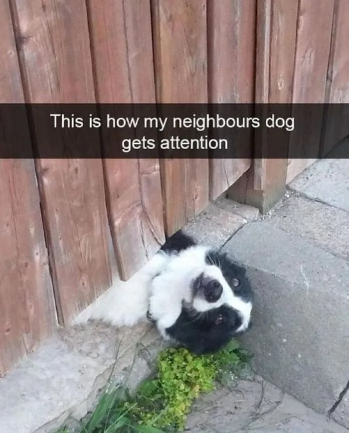 People Say These 50 Animal Memes Are 99% Better Than Therapy