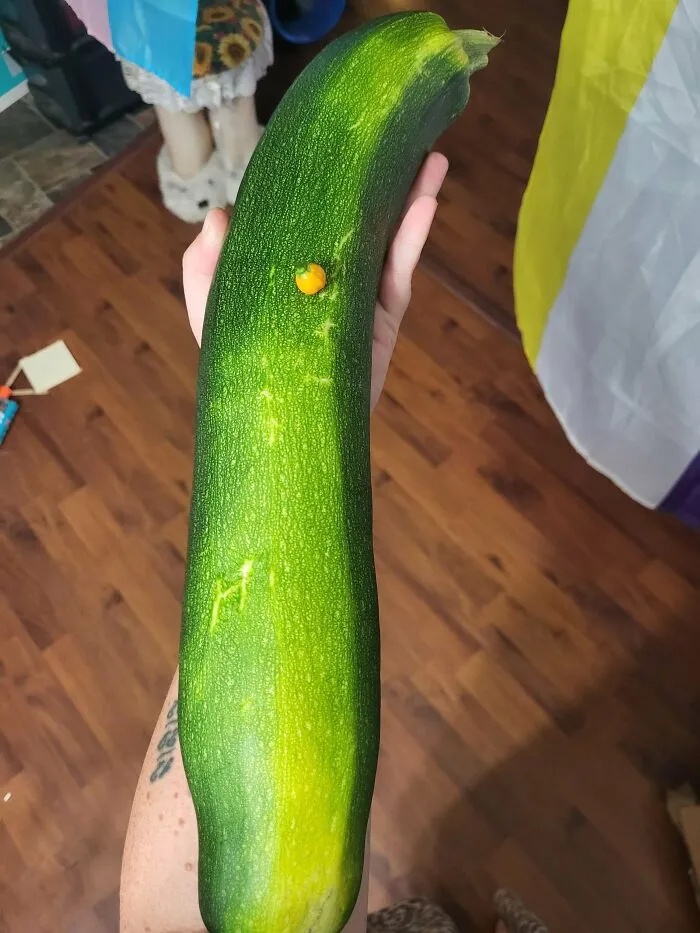 My First Ripe Habanero, And A Zucchini That Hid Under Weeds And Avoided Detection. The Zucchini Was Kind Enough To Say Hi To Me When I Found It! The Habanero Has Been Eaten And Was Nowhere Near As Spicy As I'd Expected