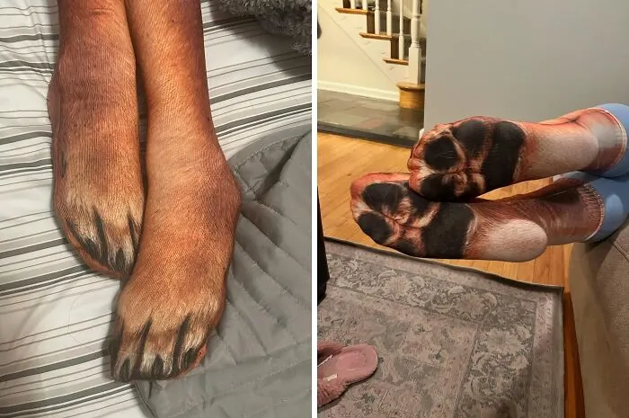 Your Feet Will Be The Life Of The Party In These   <a Style="Display:inline;" Href=" Https://Www.amazon.com/Funny-Animal-Socks-Elephant-Exchange/Dp/B07h7c1jgy?crid=1ar5end0j15qo&dib=eyj2ijoimsj9.v_lfre3iv4mazkxbvj1ug6gdad3ip2hm99tyml95q_d5nyta-5isguc3s3sddxdjxwjzc9u_kbe9rykzfy9yygmwb3afojgcuwprccuk7ekqoej57klvgpin5rsqaoih_ern_pjfp0ikbnzscftodqlw3gmmacllzcz2t4onelwr8g-Vawos93cqiwvs-6h6jmaeydzpelz6ptoxcm-0uwiiki9gpcfjsvznx-3f2e-Fqaxlqnaxw3i2z60y_stwpb7ueeejukg_zzuixvhlbt7fxcmmawpfiqtq8qz9gom.hz9pxrchx2ra9qx4m4qlnbrixp638fc6qesasnggi2g&dib_tag=se&keywords=funniest+item&qid=1723452514&sprefix=funniest+ite%2caps%2c195&sr=8-16&linkcode=ll1&tag=bpraccoon-20&linkid=07d82a3bfcd59a5041a5498f96f987d1&language=en_us&ref_=as_li_ss_tl" Target="_blank"><span Style="Font: Inherit; Color: #d74b1f;"> Funny Animal Paw Socks</Span> - Get Ready For Compliments And Questions About Where You Got Them