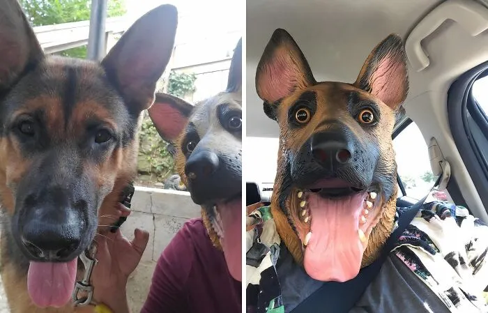 Who Needs A Dog When You Can Be The Dog? This   <a Style="Display:inline;" Href="Https://Www.amazon.com/Creepyparty-Halloween-Underdog-Party-Shepherd/Dp/B015psirxi?pd_rd_w=07tr8&content-ID=amzn1.sym.64d20f06-51d9-447a-850a-C16826c7d071&pf_rd_p=64d20f06-51d9-447a-850a-C16826c7d071&pf_rd_r=y4n74kzvxg3vvsgz7jq7&pd_rd_wg=mvjhf&pd_rd_r=e93bc180-62f5-496a-Bfa0-B82a8bf2d667&pd_rd_i=b015psirxi&psc=1&linkcode=ll1&tag=bpraccoon-20&linkid=fe1bf79018d7de80af190b0d0c610a61&language=en_us&ref_=as_li_ss_tl " Target="_blank"><span Style="Font: Inherit; Color: #d74b1f;"> Dog Head Mask</Span> Is The Perfect Way To Embrace Your Furry Alter Ego