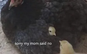 People Say These 50 Animal Memes Are 99% Better Than Therapy