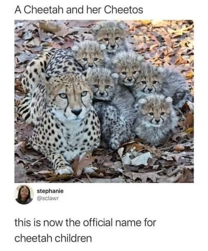 You Just Can’t Not Love These Sweeties