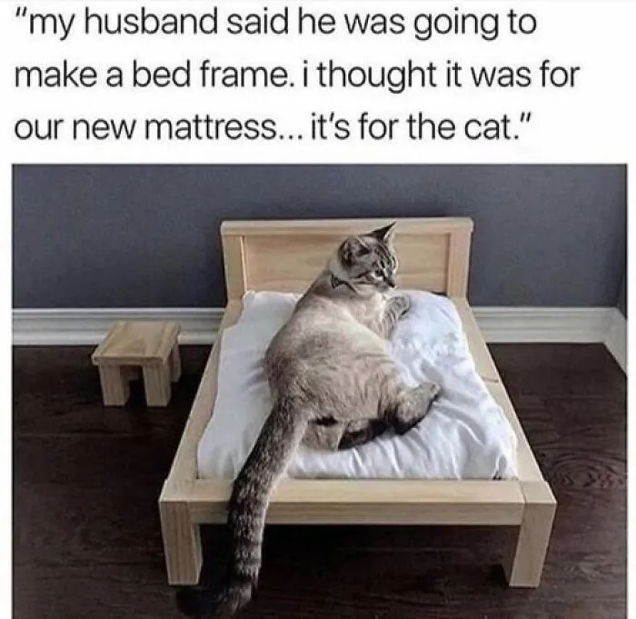 Cat lying on a small wooden bed, illustrating one of the funniest animal memes loved for better therapy and laughter.