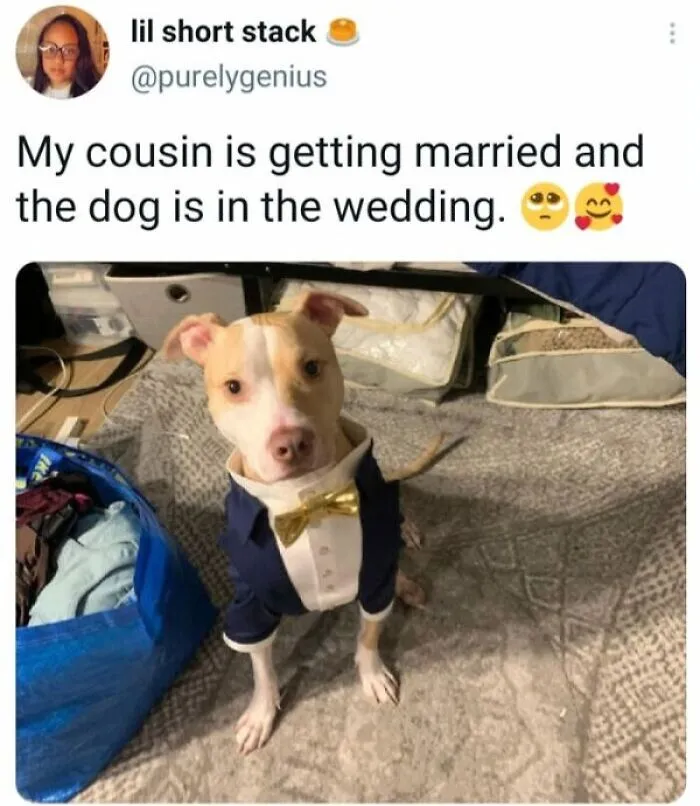 People Say These 50 Animal Memes Are 99% Better Than Therapy