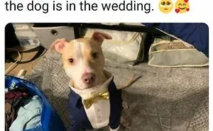 People Say These 50 Animal Memes Are 99% Better Than Therapy