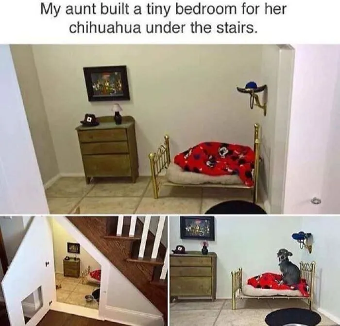 People Say These 50 Animal Memes Are 99% Better Than Therapy