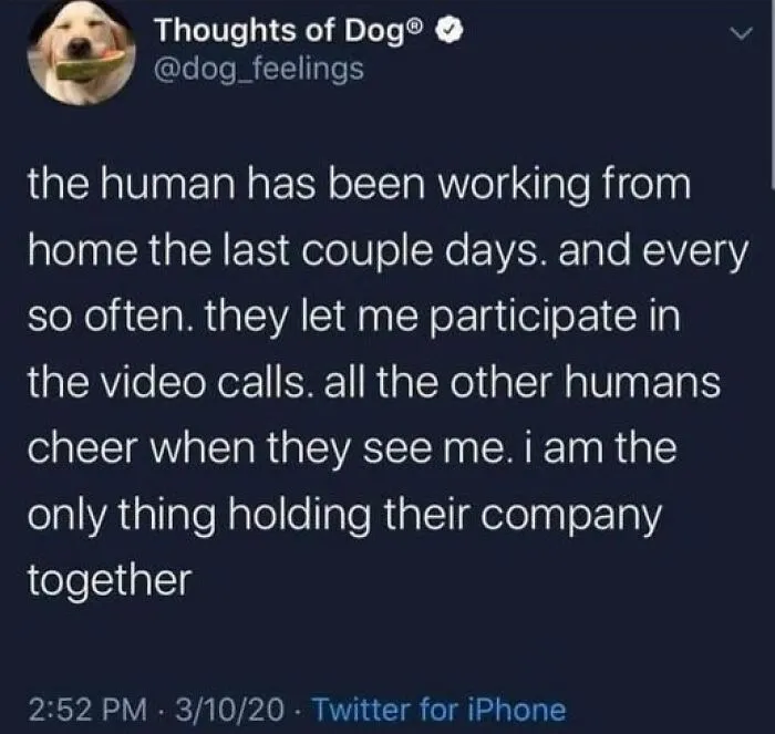 People Say These 50 Animal Memes Are 99% Better Than Therapy