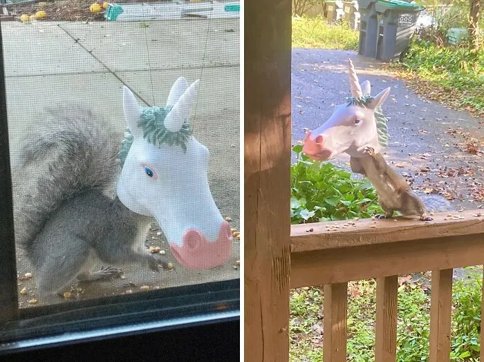 A   <a Style="Display:inline;" Href=" Https://Www.amazon.com/Accoutrements-Squirrel-Feeder-Unicorn-Standard/Dp/B014lioc64?ie=utf8&th=1&linkcode=ll1&tag=bpraccoon-20&linkid=b35d2850652d90906a8b06c5bece9ecf&language=en_us&ref_=as_li_ss_tl" Target="_blank"><span Style="Font: Inherit; Color: #d74b1f;"> Squirrel Feeder Unicorn Head</Span> Isn't Just A Feeder, It's A Magical Transformation Station, Turning Ordinary Squirrels Into Majestic Unicorn-Squirrels Right Before Your Eyes